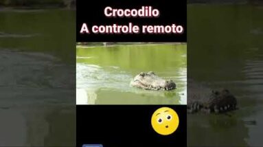 Crocodilo a controle remoto - Muita diversão com esse brinquedo #shorts